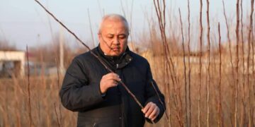 Түркістан: Сарыағашта жылына 300 мыңға жуық жеміс көшеті өсіріледі