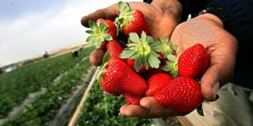 Түркістан: Келестік шаруа 50 мың дана құлпынай көшетін өсіруде